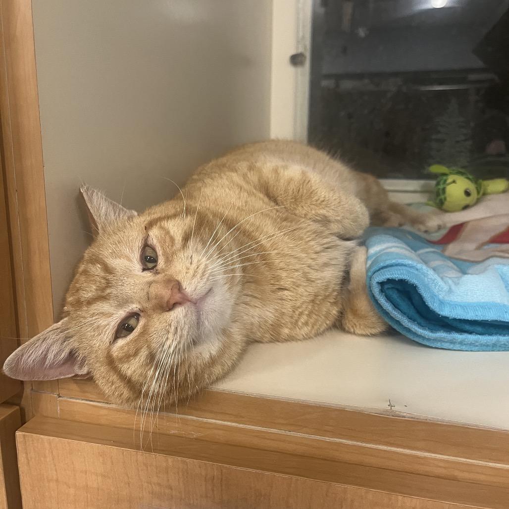 Valentine, Adoptable, Adult Male Domestic Short Hair.