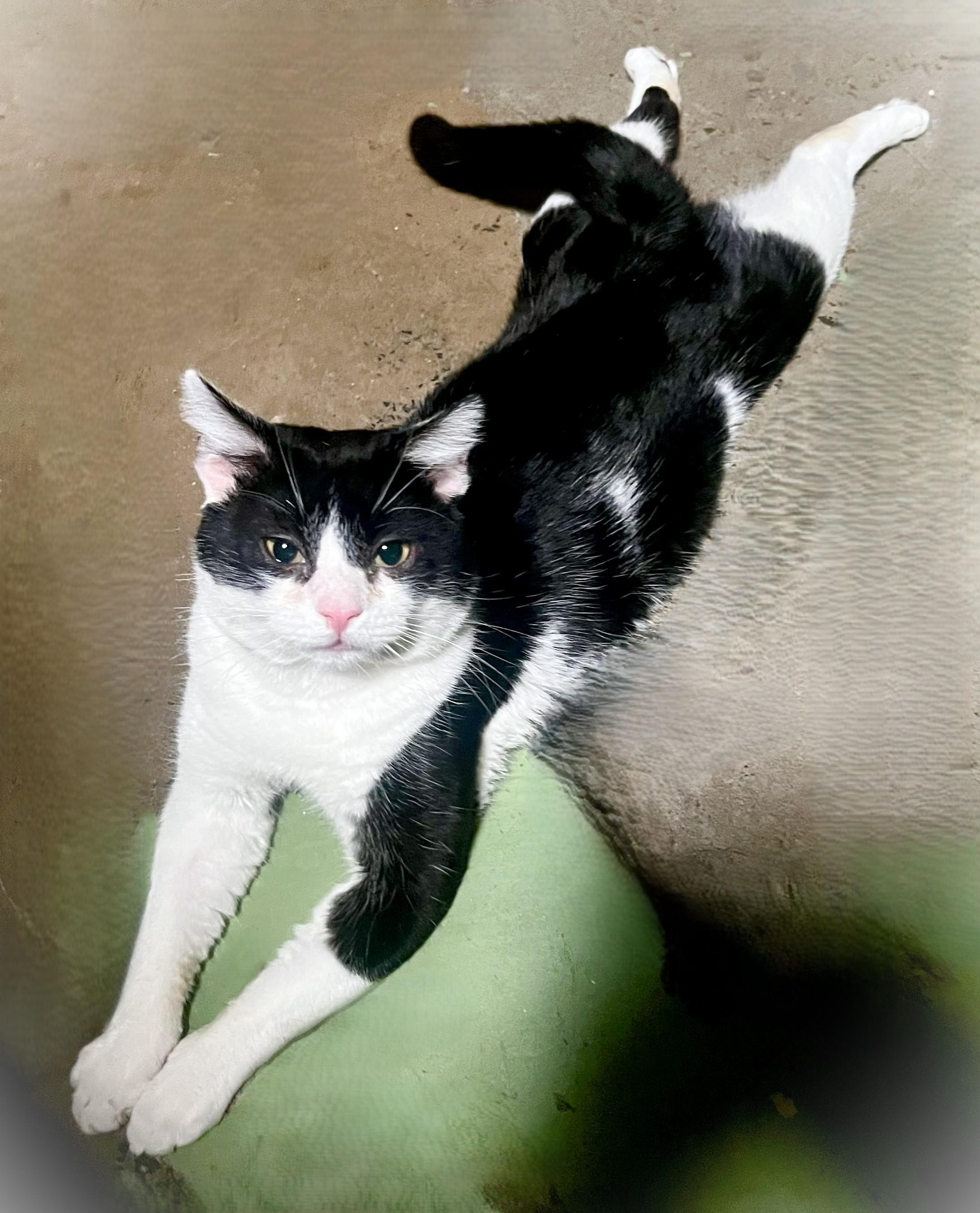 Toffee, a Adoptable Tuxedo in San Diego, CA image 5/5