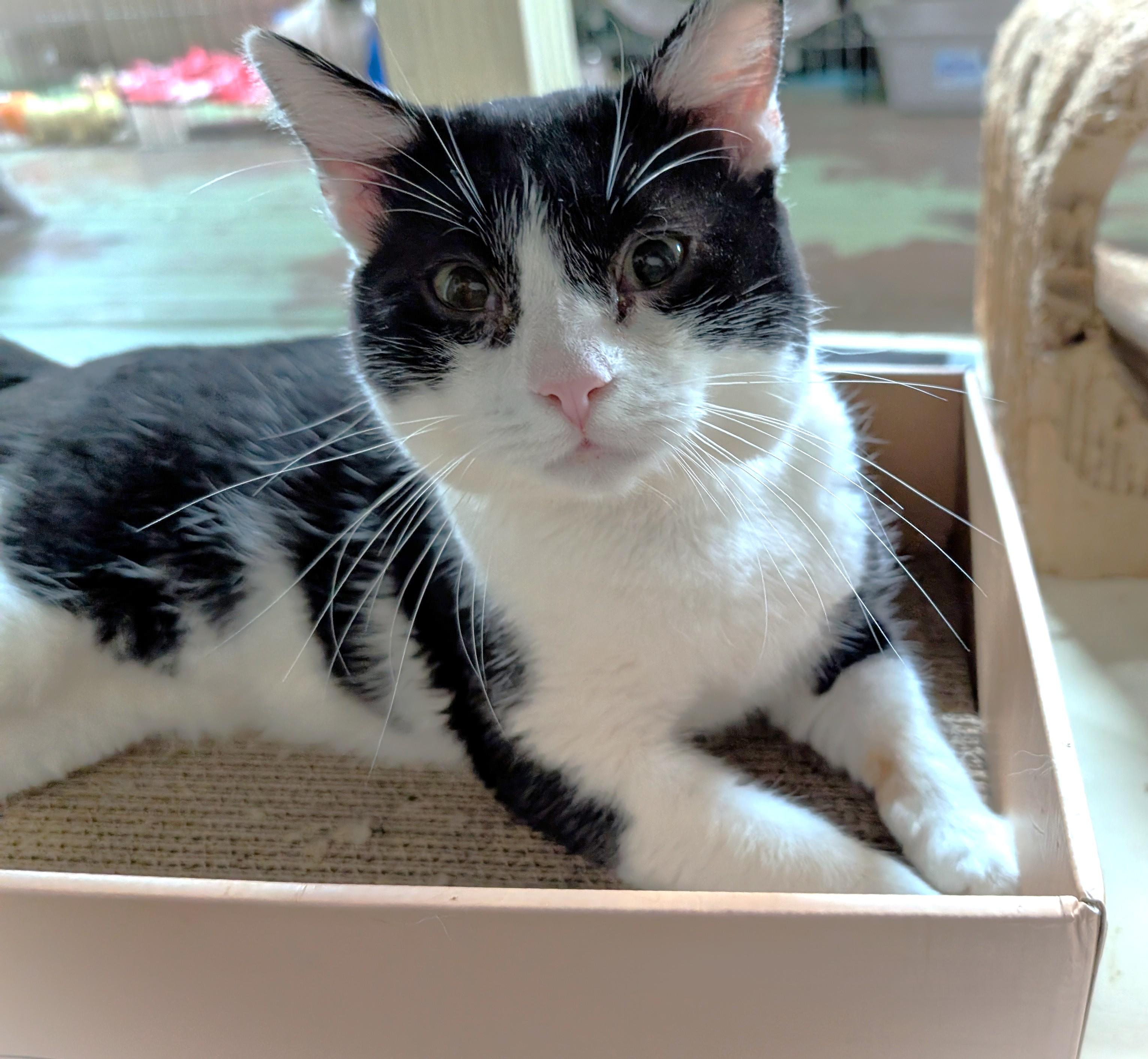 Toffee, a Adoptable Tuxedo in San Diego, CA image 1/5