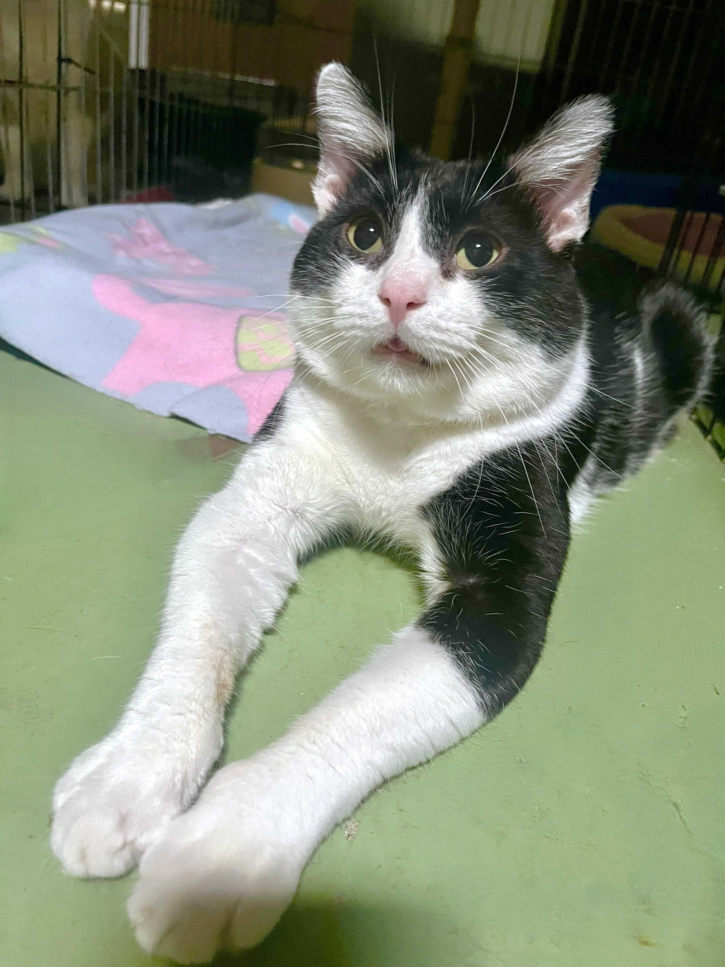 Toffee, a Adoptable Tuxedo in San Diego, CA image 2/5