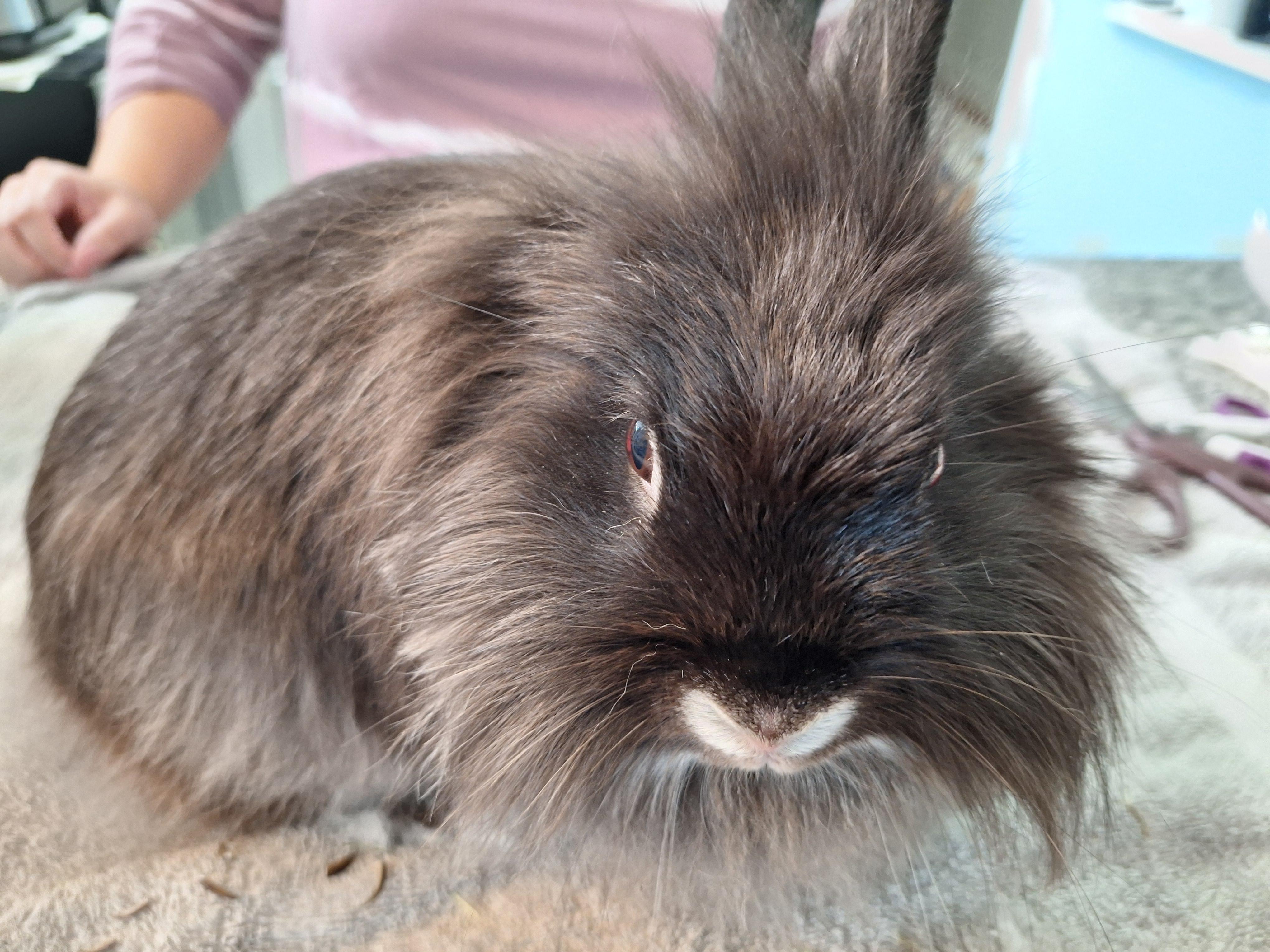 KERRY(SPAYED ADULT FEMALE), a Adoptable Lionhead in Forest Hills, NY image 4/6