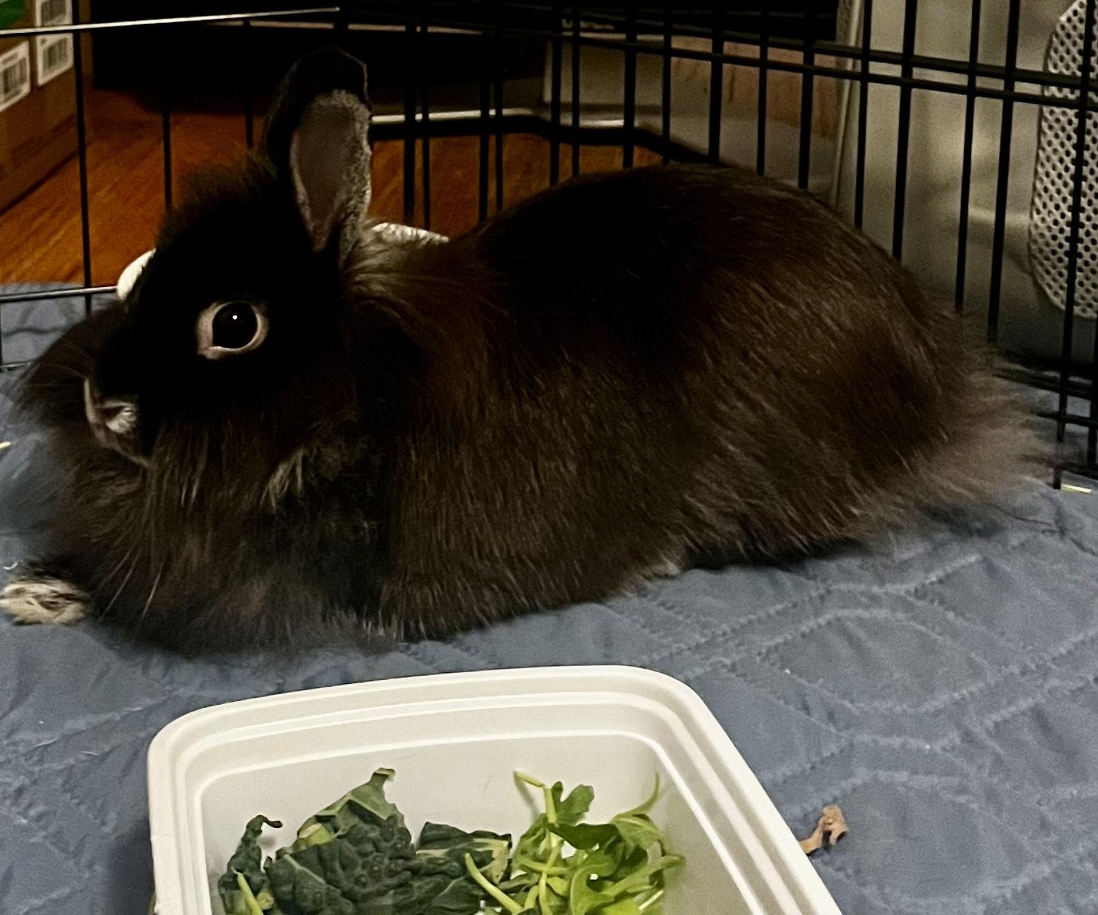KERRY(SPAYED ADULT FEMALE), a Adoptable Lionhead in Forest Hills, NY image 1/6