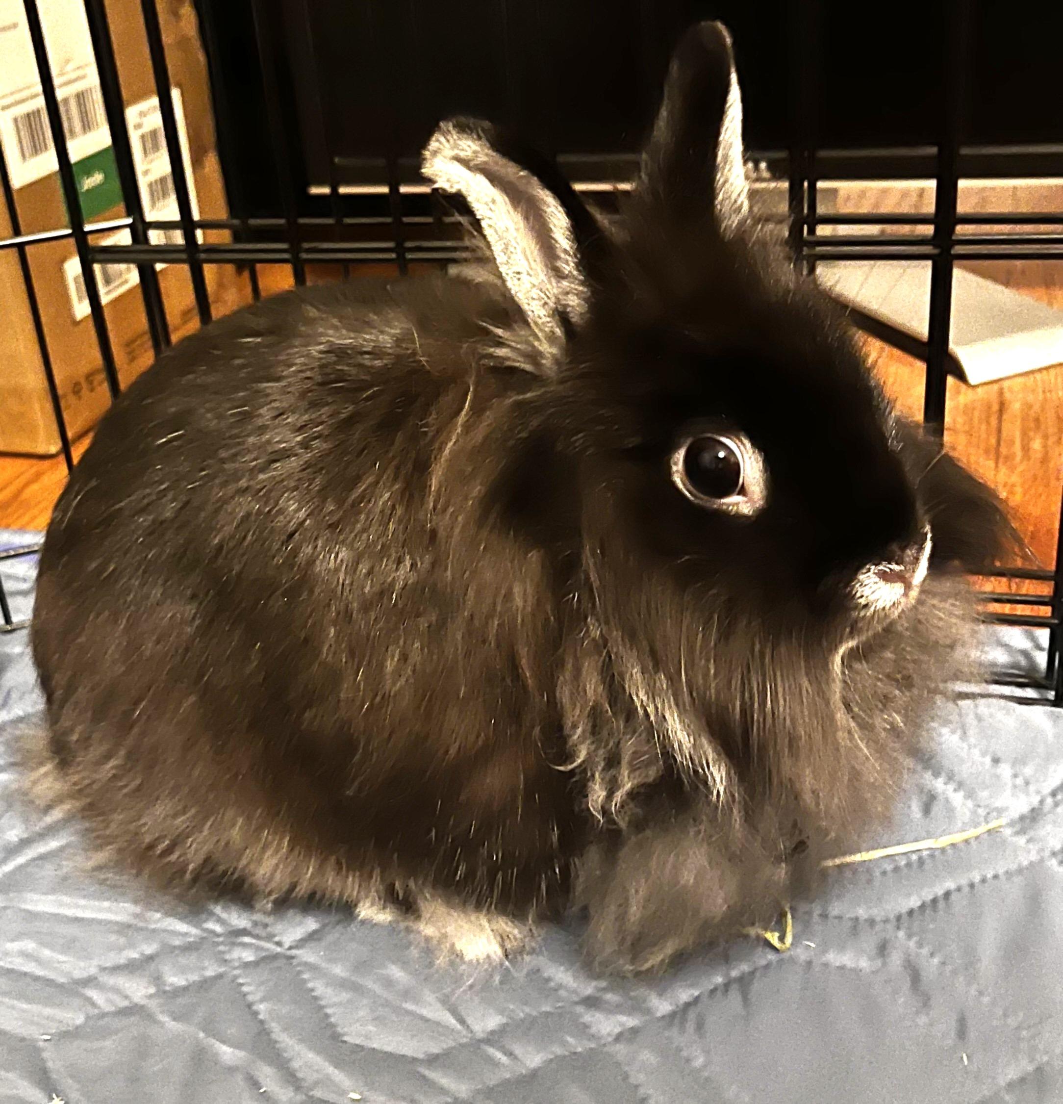 KERRY(SPAYED ADULT FEMALE), a Adoptable Lionhead in Forest Hills, NY image 2/6