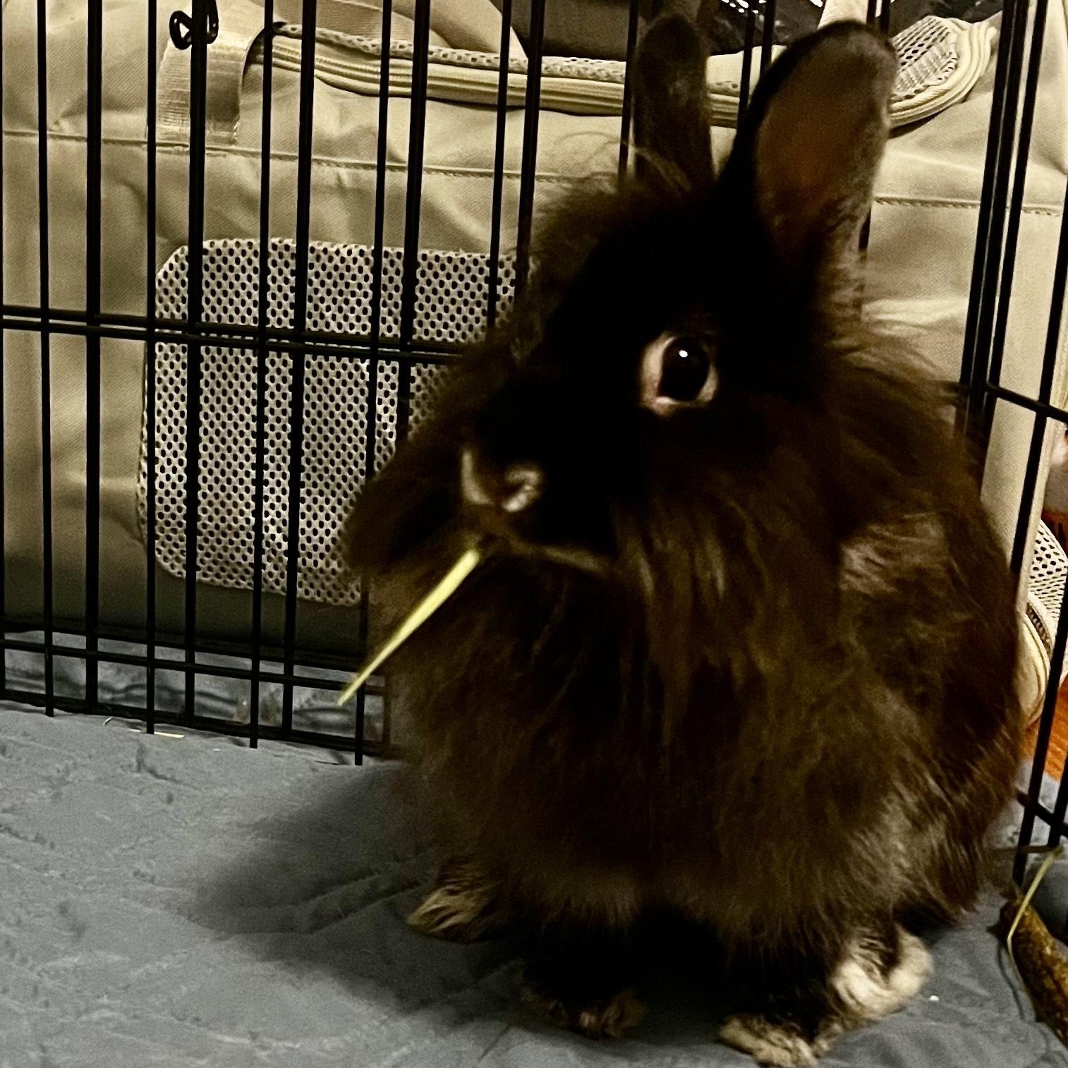 KERRY(SPAYED ADULT FEMALE), a Adoptable Lionhead in Forest Hills, NY image 3/6