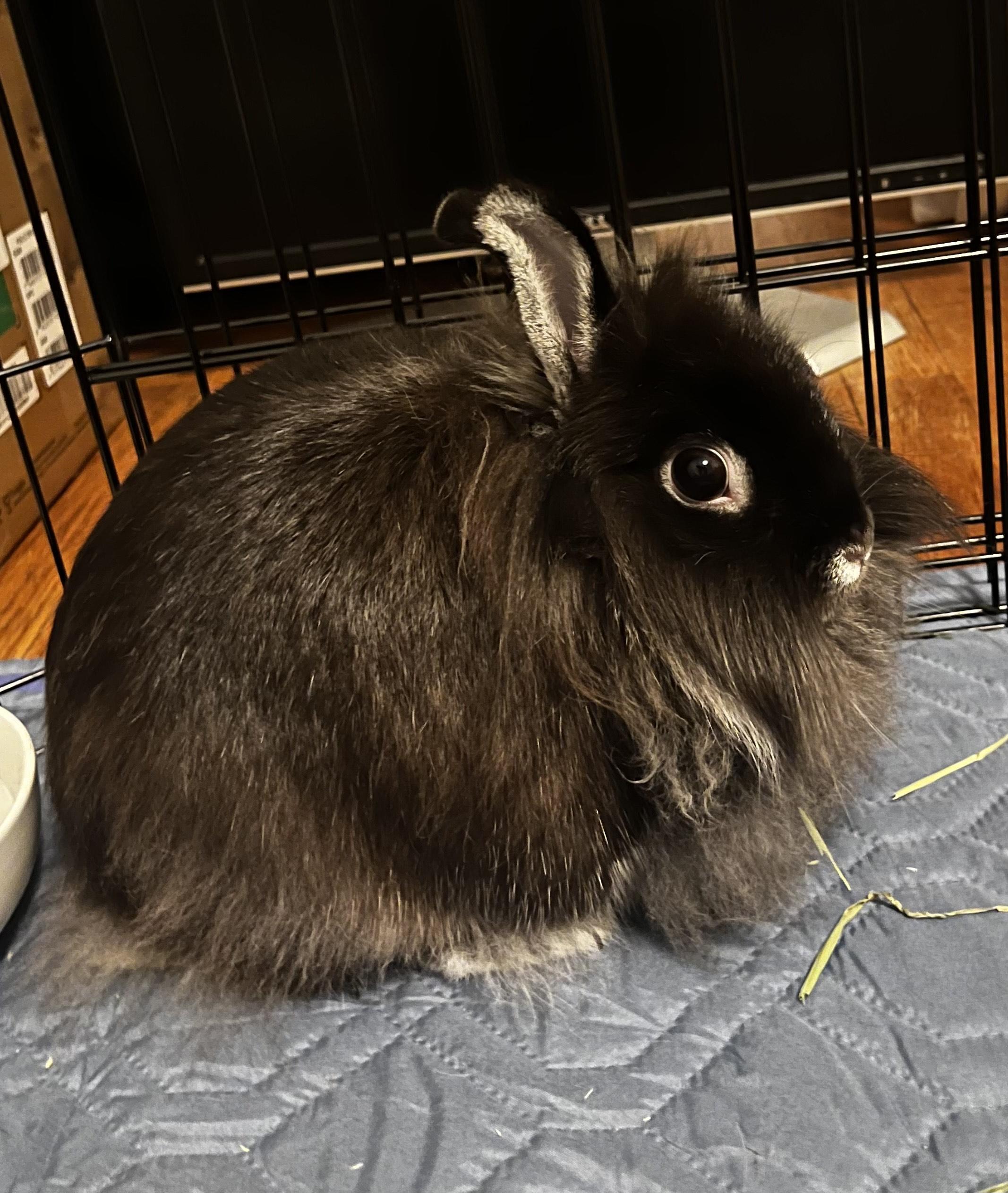 KERRY(SPAYED ADULT FEMALE) photo 4