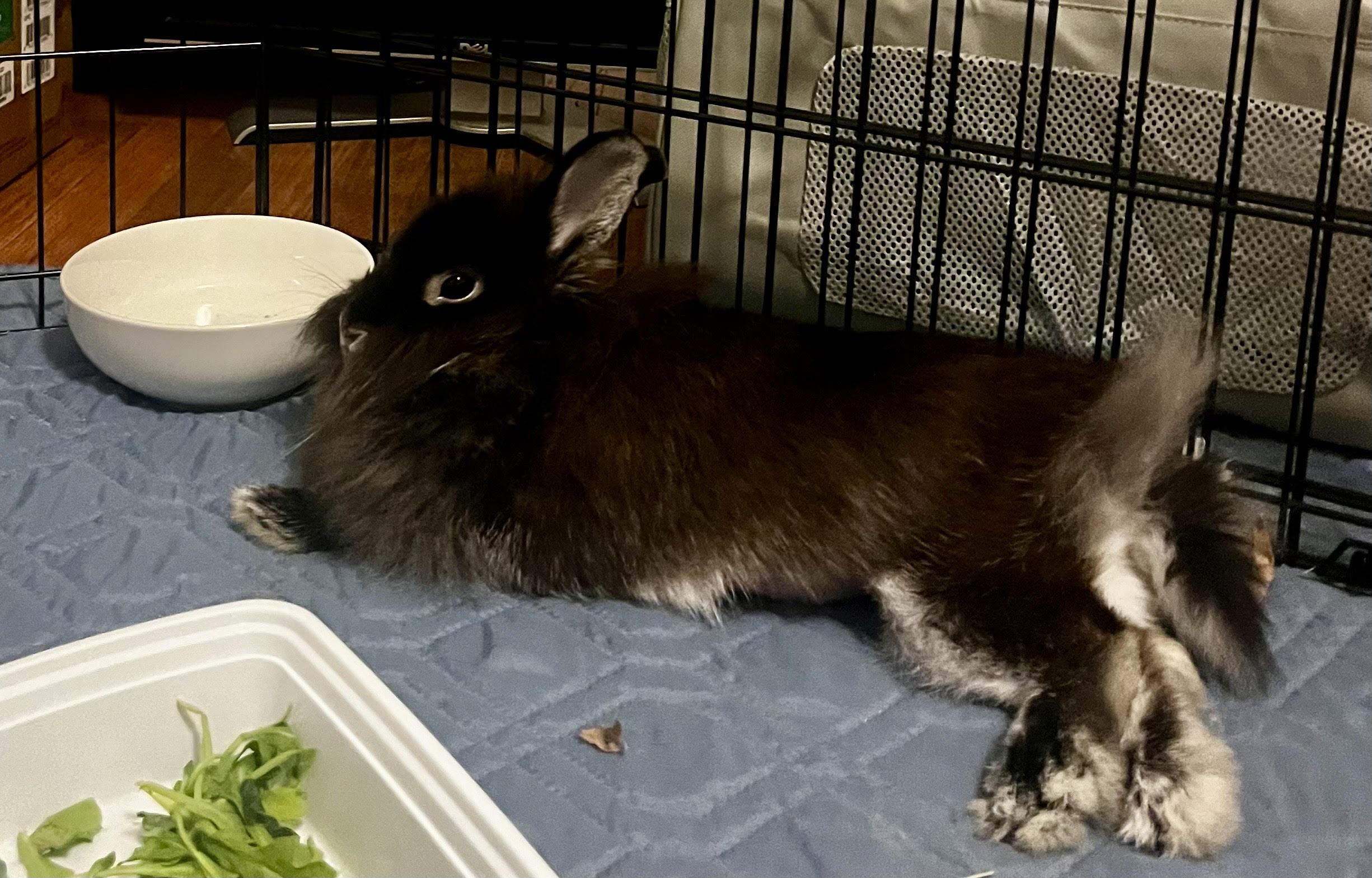 KERRY(SPAYED ADULT FEMALE), a Adoptable Lionhead in Forest Hills, NY image 6/6