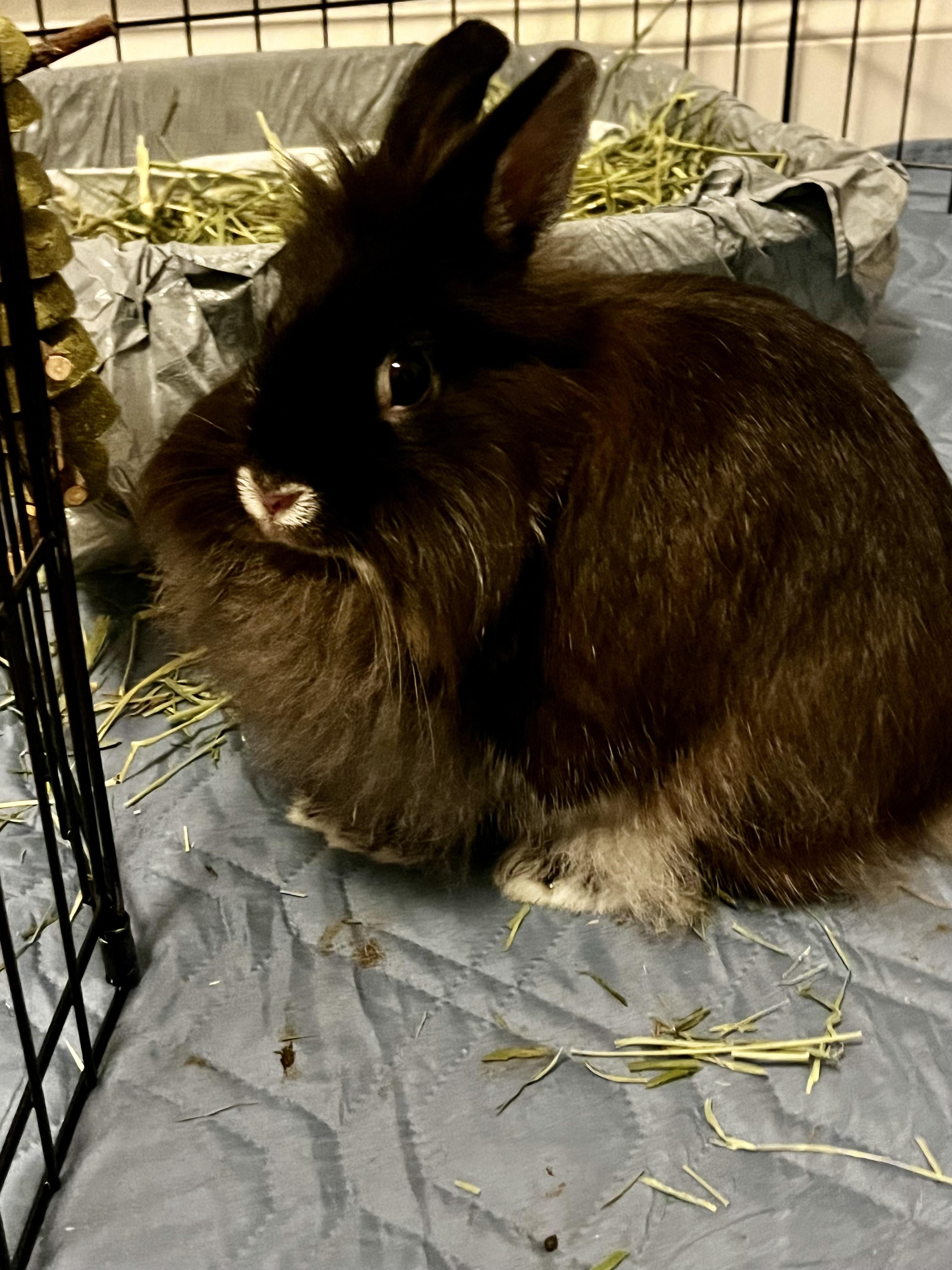 KERRY(SPAYED ADULT FEMALE) photo 3