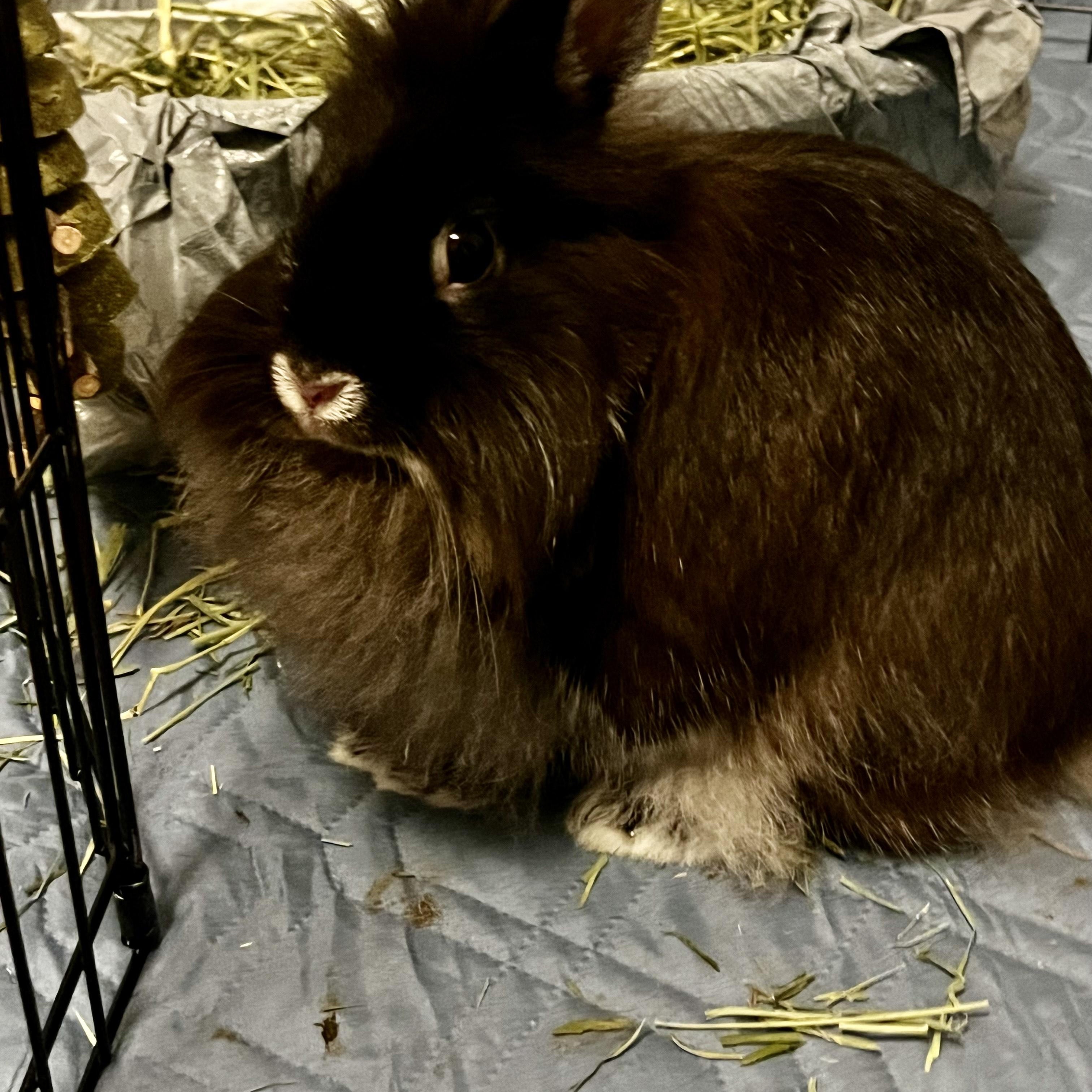 KERRY(SPAYED ADULT FEMALE), a Adoptable Lionhead in Forest Hills, NY image 5/6