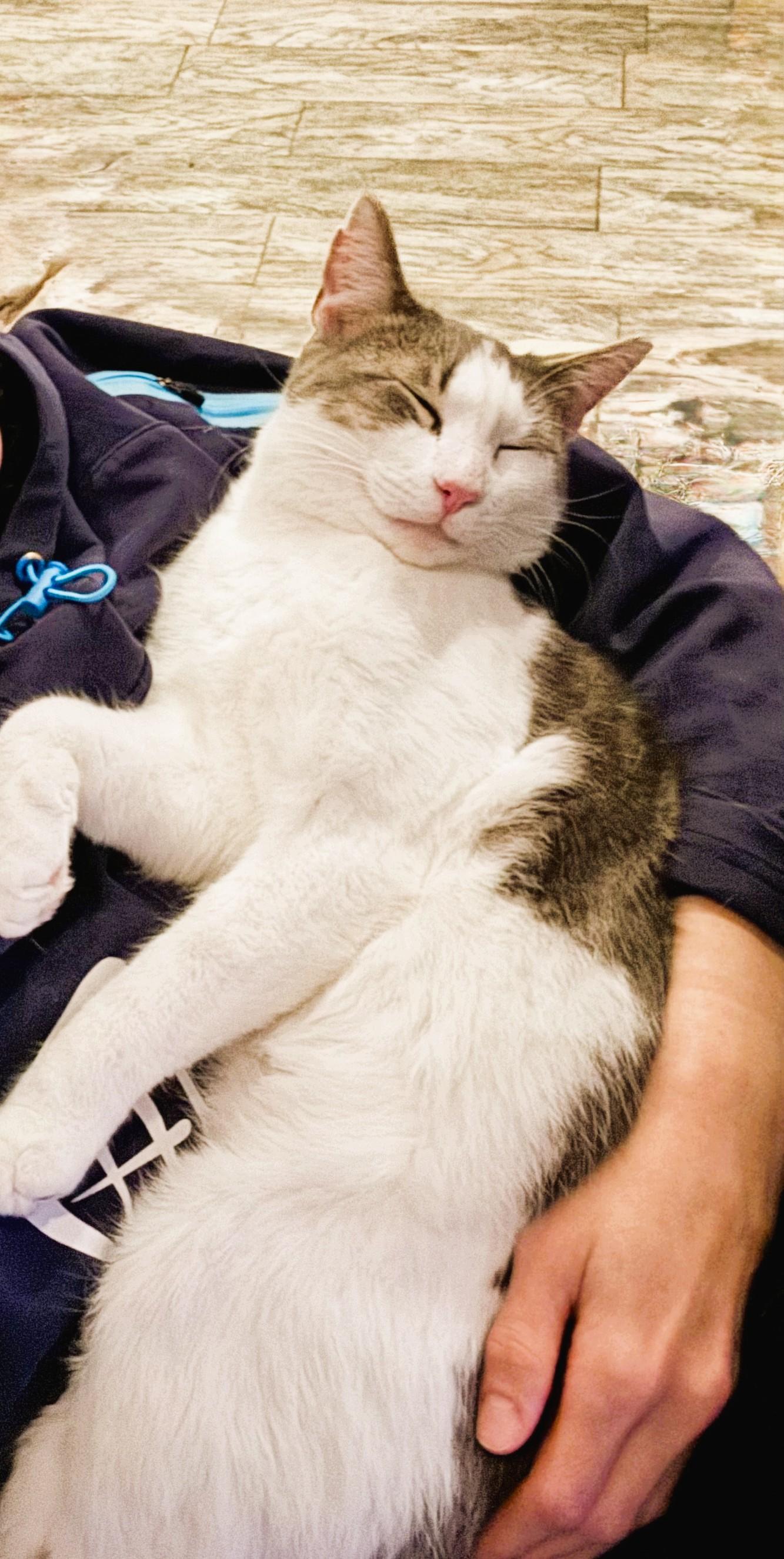 Enlarge Jax, a Adoptable Domestic Short Hair in South Ozone Park, NY image 2/6