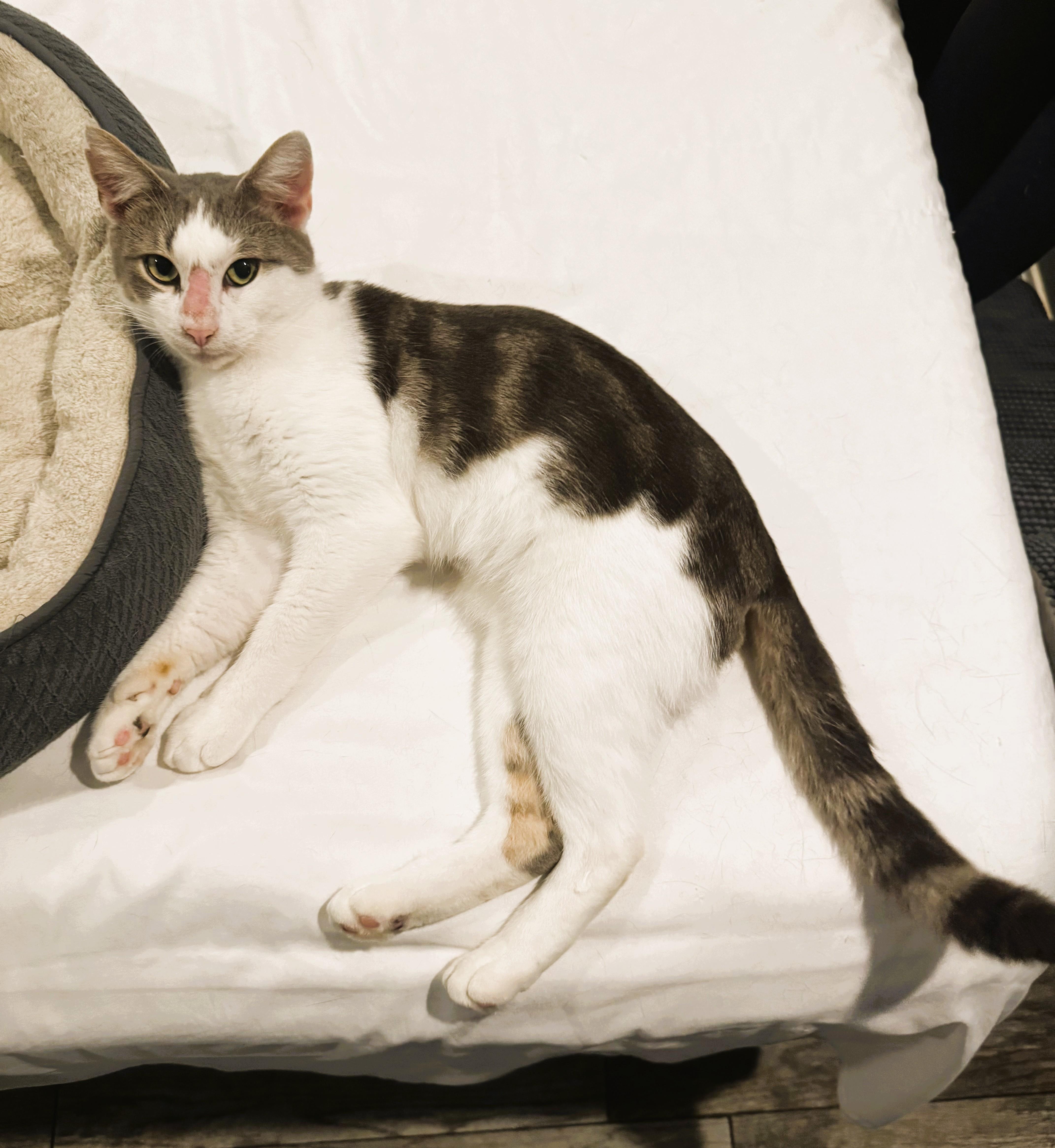 Enlarge Jax, a Adoptable Domestic Short Hair in South Ozone Park, NY image 4/6