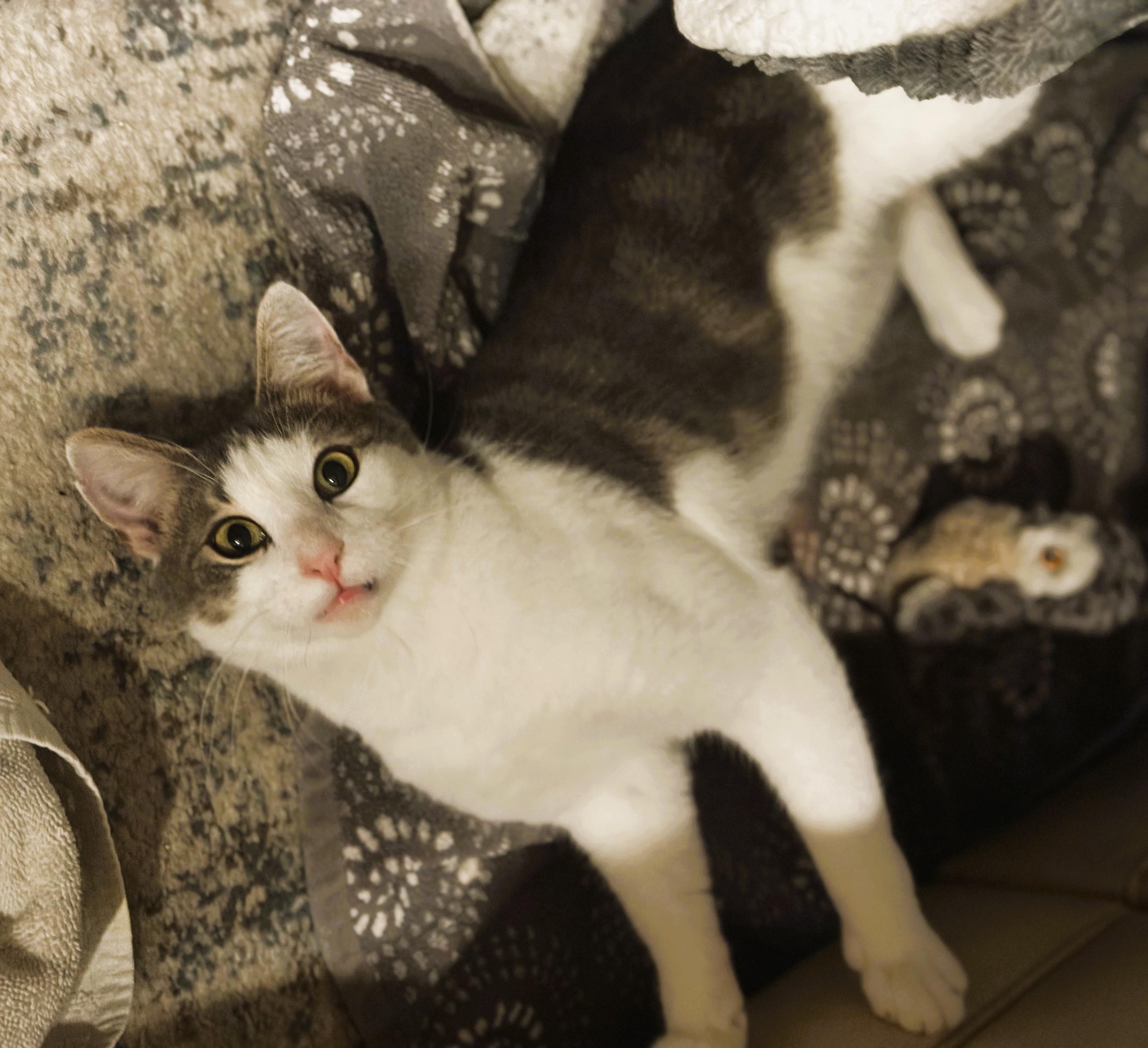 Enlarge Jax, a Adoptable Domestic Short Hair in South Ozone Park, NY image 3/6