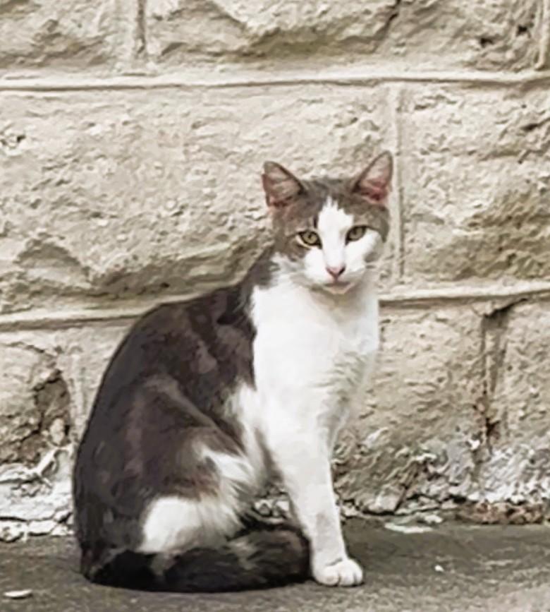 Enlarge Jax, a Adoptable Domestic Short Hair in South Ozone Park, NY image 1/6