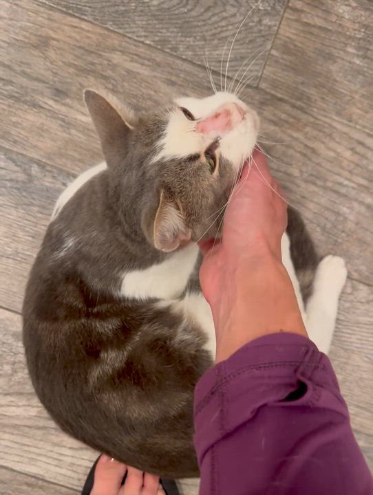 Enlarge Jax, a Adoptable Domestic Short Hair in South Ozone Park, NY video 5/6