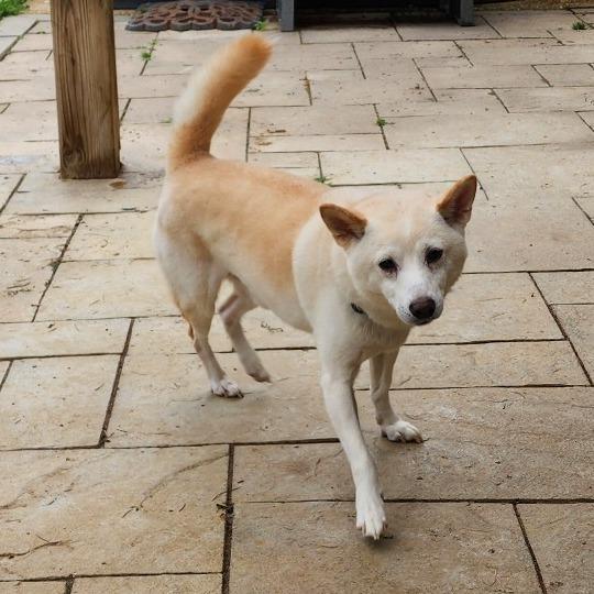 Whiskey, Adoptable, Senior Male Shiba Inu.