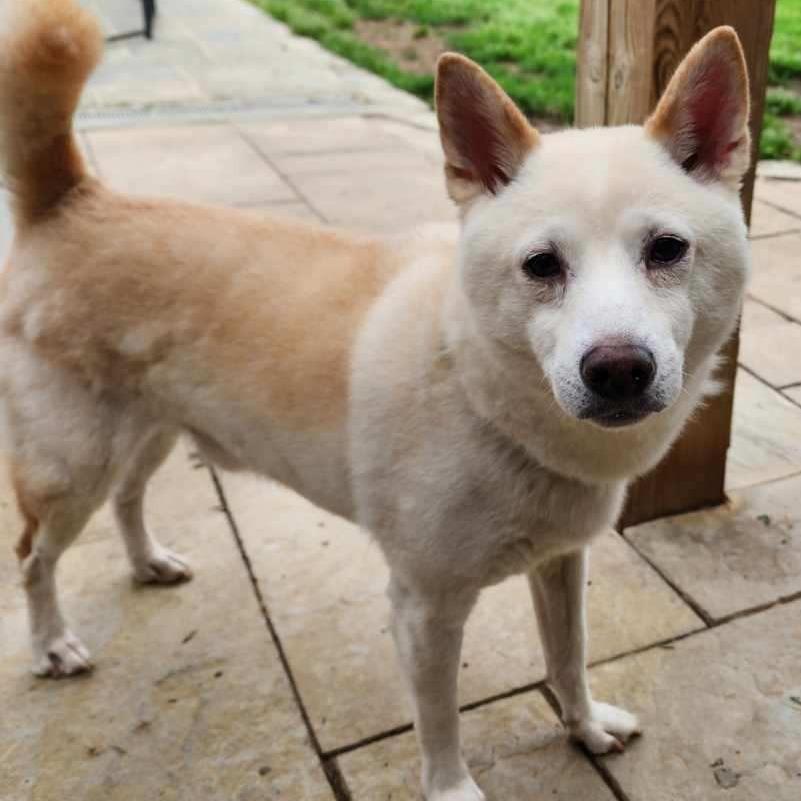 Enlarge Whiskey, a Adoptable Shiba Inu in Glenelg, MD image 2/6