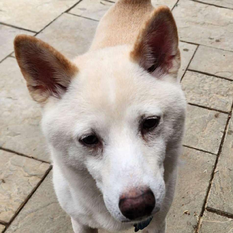 Enlarge Whiskey, a Adoptable Shiba Inu in Glenelg, MD image 3/6