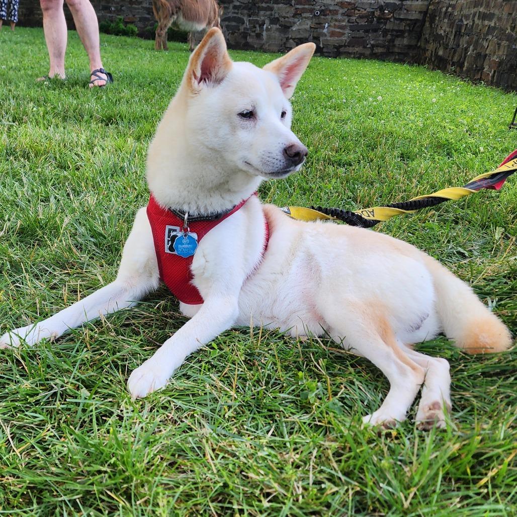Enlarge Whiskey, a Adoptable Shiba Inu in Glenelg, MD image 4/6