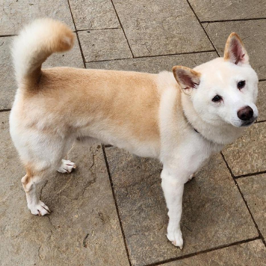 Enlarge Whiskey, a Adoptable Shiba Inu in Glenelg, MD image 5/6