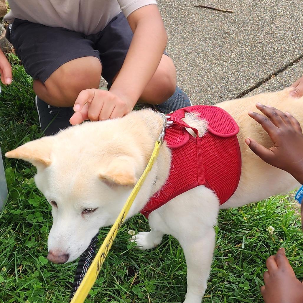Enlarge Whiskey, a Adoptable Shiba Inu in Glenelg, MD image 6/6