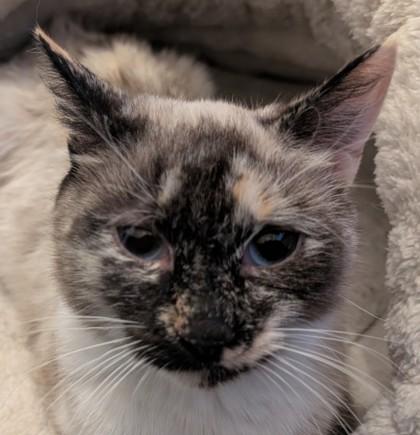 Enlarge Ginger Smith FIV+, a Adoptable mixed breed in Hudson, MA image 1/3