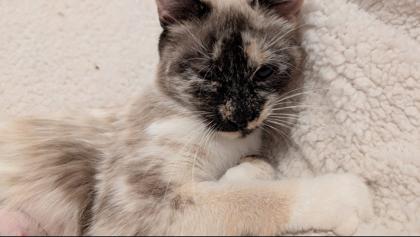 Enlarge Ginger Smith FIV+, a Adoptable mixed breed in Hudson, MA image 2/3