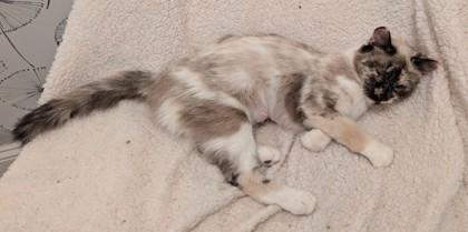 Enlarge Ginger Smith FIV+, a Adoptable mixed breed in Hudson, MA image 3/3