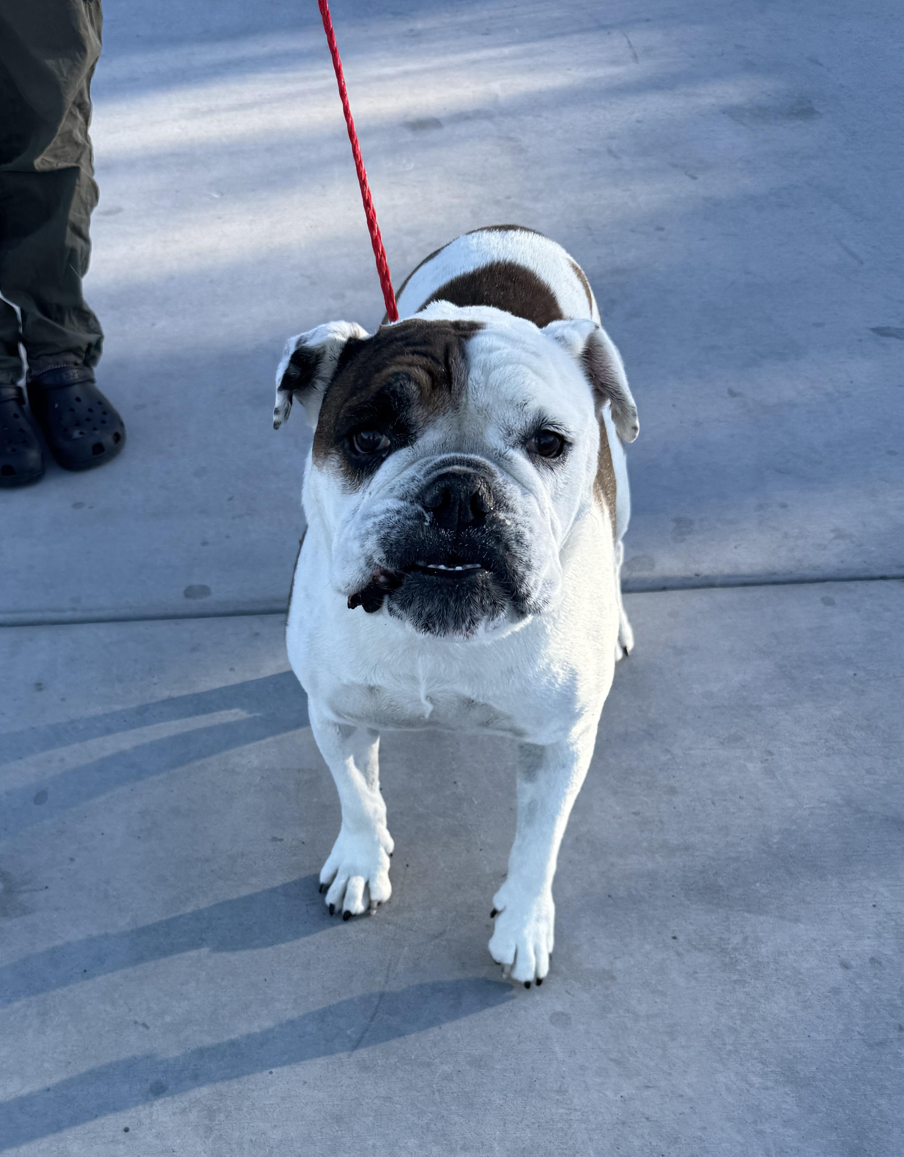 Enlarge EGGROLL, a Adoptable English Bulldog in Las Vegas, NV image 1/5