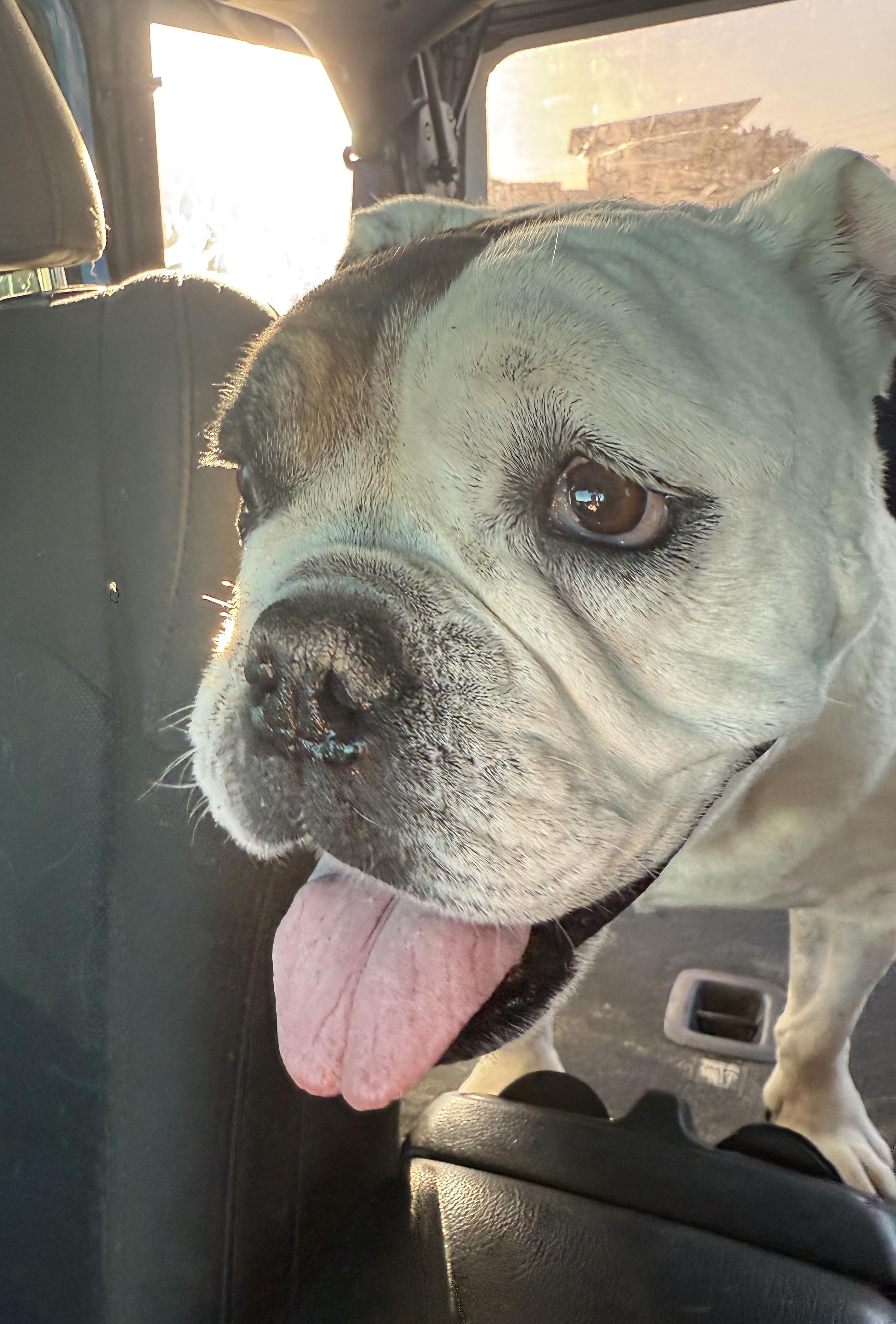 Enlarge EGGROLL, a Adoptable English Bulldog in Las Vegas, NV image 2/5