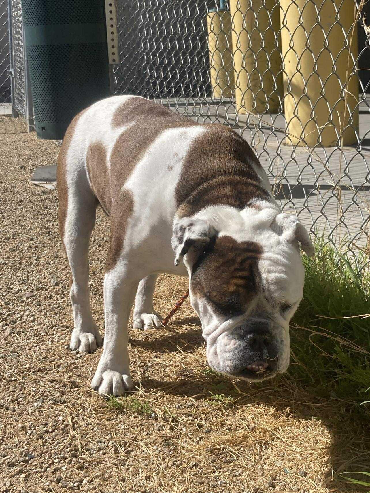 Enlarge EGGROLL, a Adoptable English Bulldog in Las Vegas, NV image 3/5