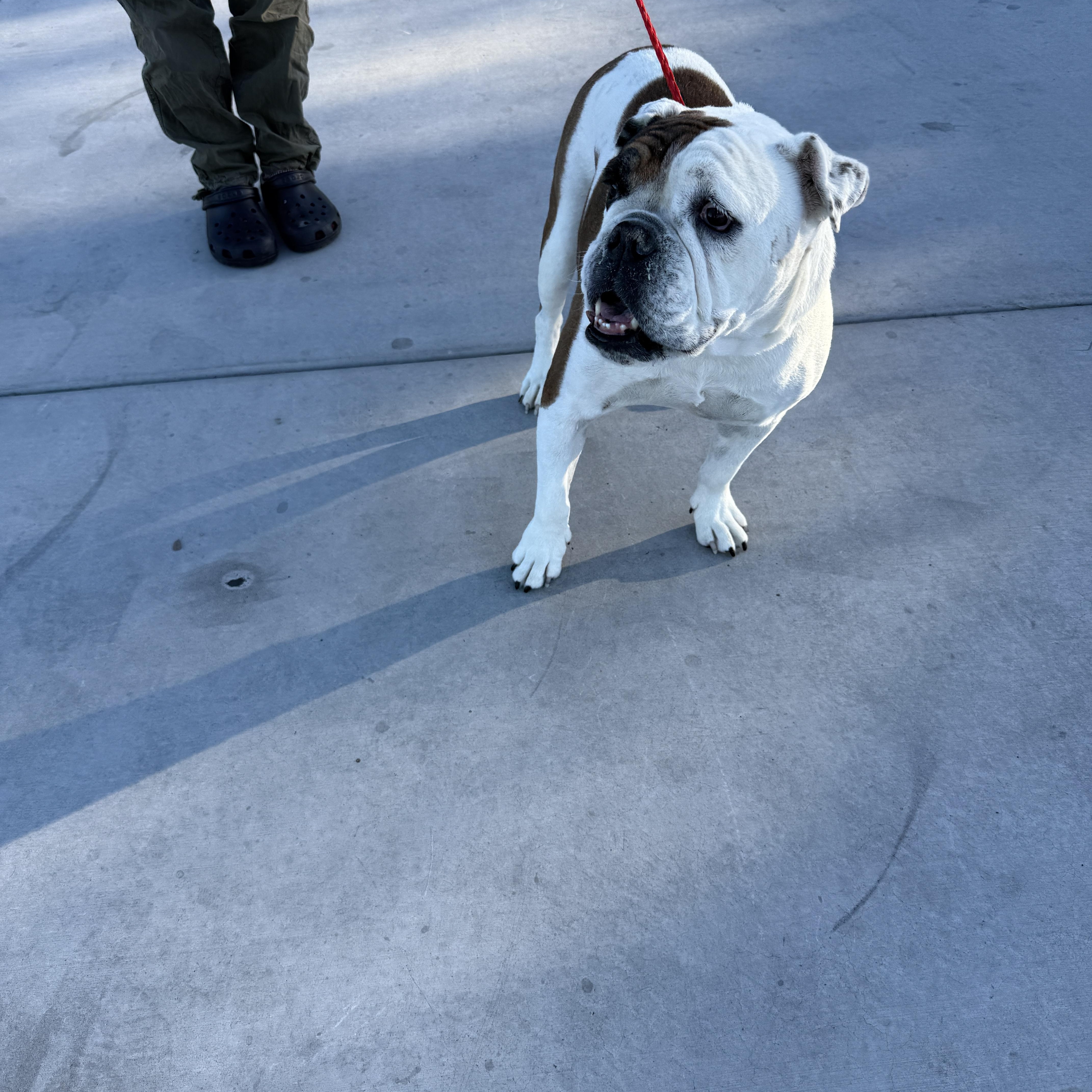 Enlarge EGGROLL, a Adoptable English Bulldog in Las Vegas, NV image 4/5