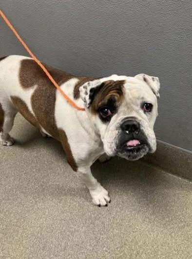 Enlarge EGGROLL, a Adoptable English Bulldog in Las Vegas, NV image 5/5
