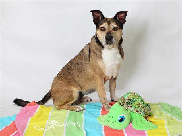 Enlarge KIYA, a Adoptable mixed breed in Omaha, NE image 1/1