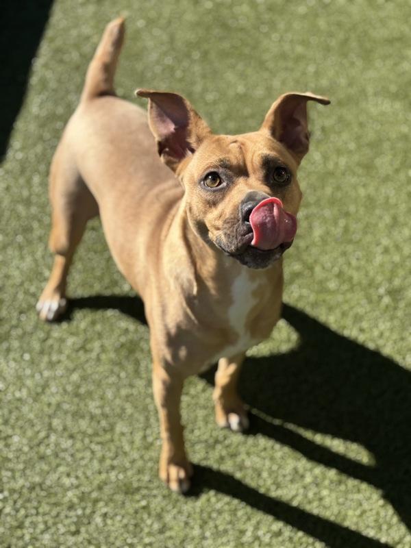 Lila, Adoptable, Adult Female Boxer & Hound.