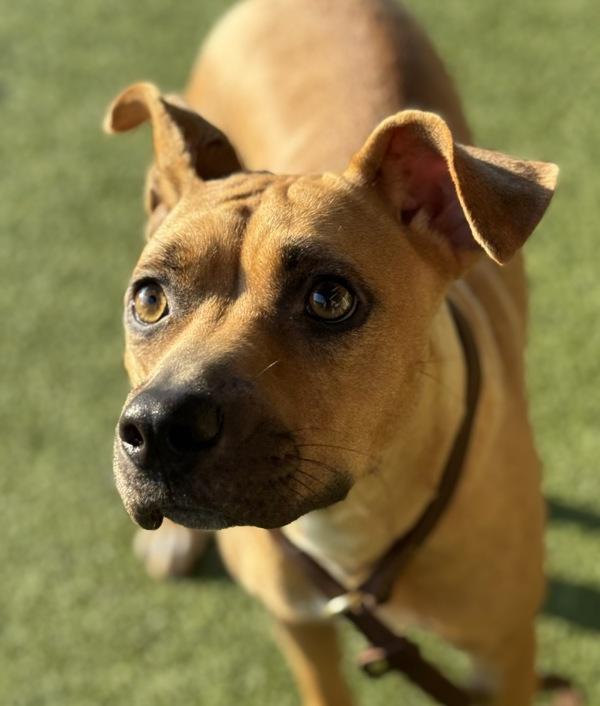 Enlarge Lila, a Adoptable mixed breed in Canton, GA image 2/3