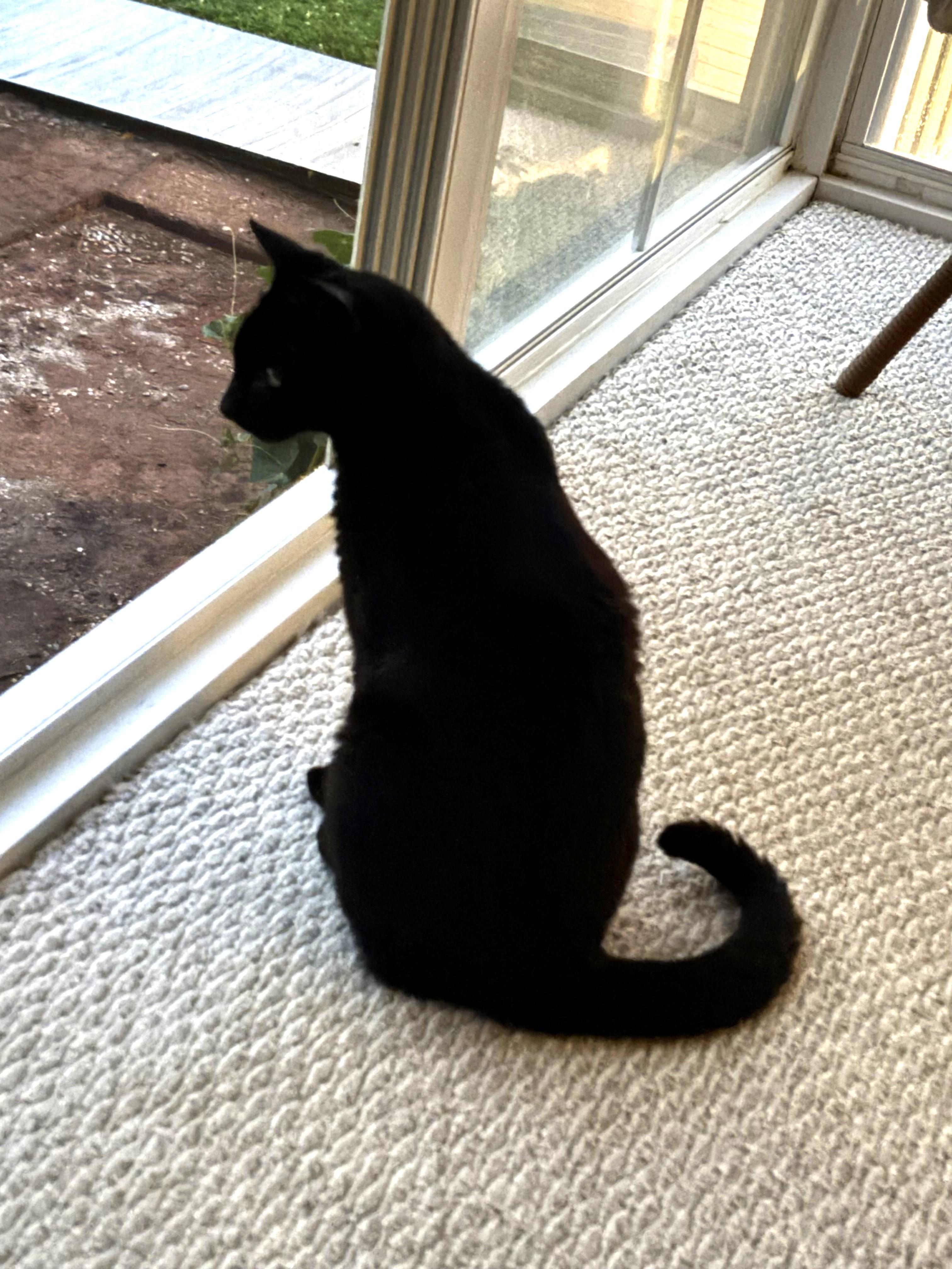 Enlarge Storm -- Courtesy Post, a Adoptable mixed breed in Frederick, MD image 4/5