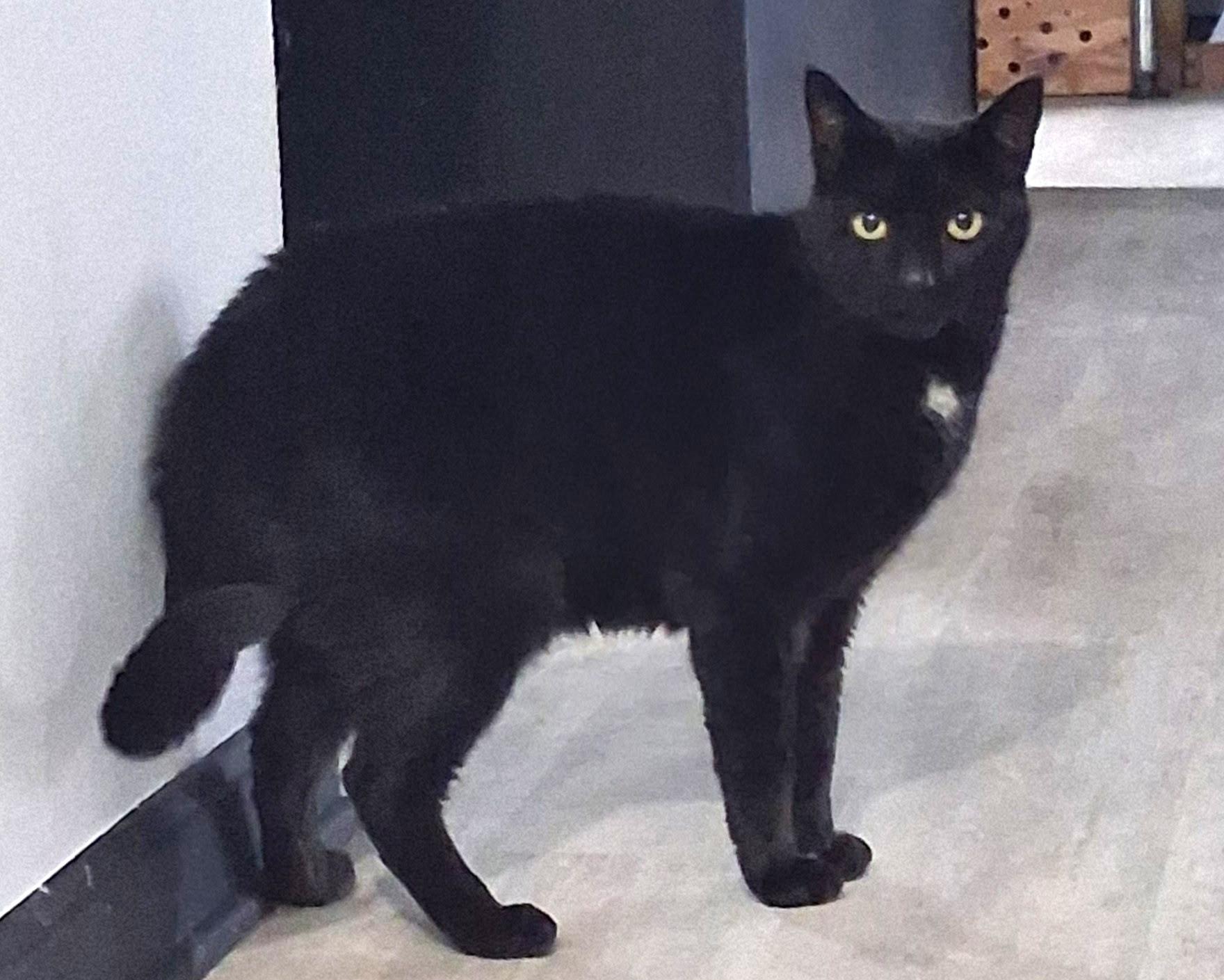 Storm -- Courtesy Post, Adoptable, Senior Male Domestic Short Hair.