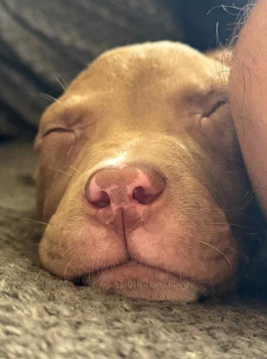 Enlarge Tango, a Adopted Pit Bull Terrier in Springfield, OH image 3/3