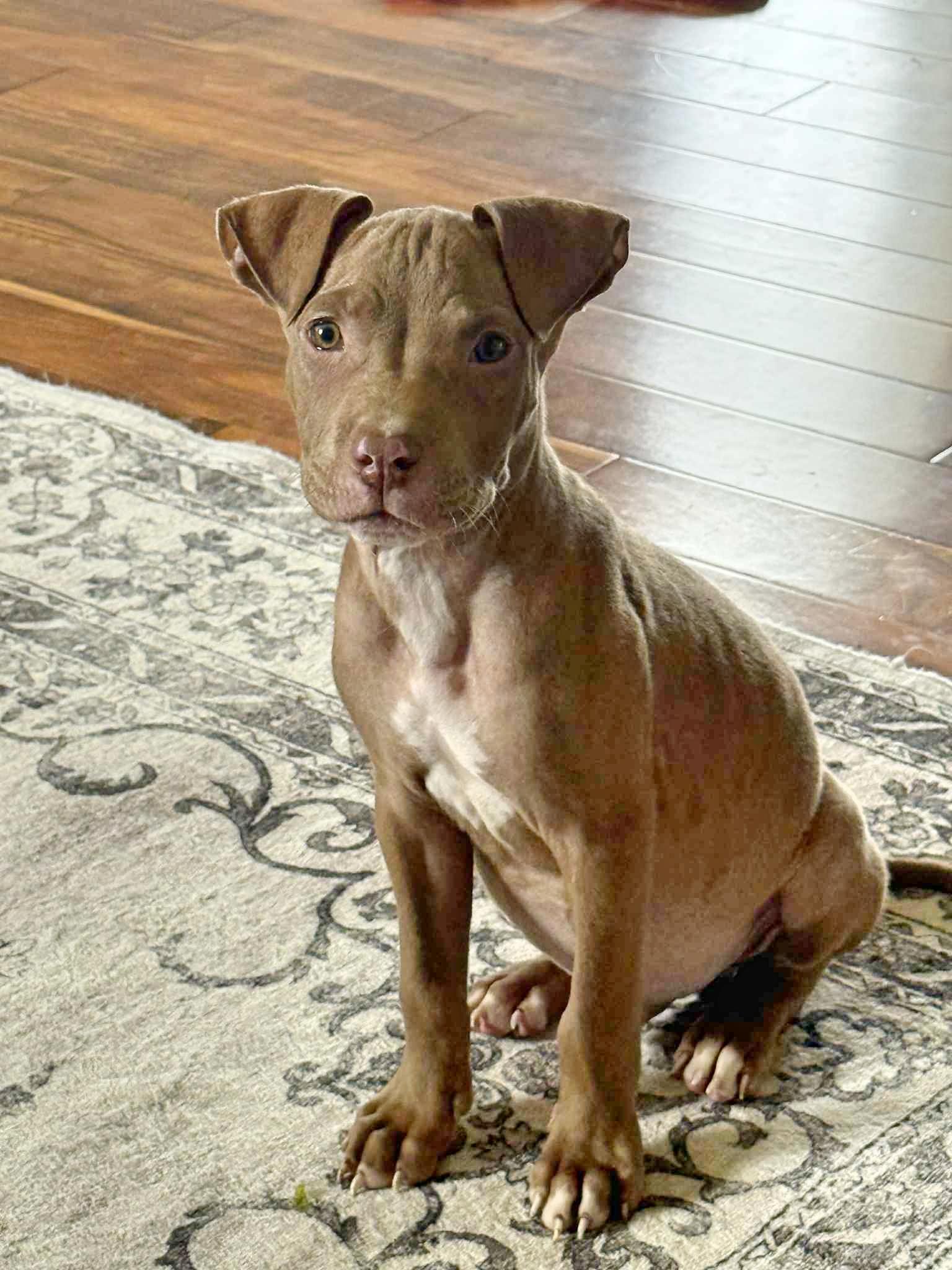 Enlarge Tango, a Adopted Pit Bull Terrier in Springfield, OH image 2/3