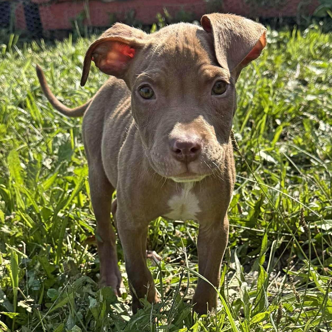 Tango, Adopted, Puppy Male Pit Bull Terrier.