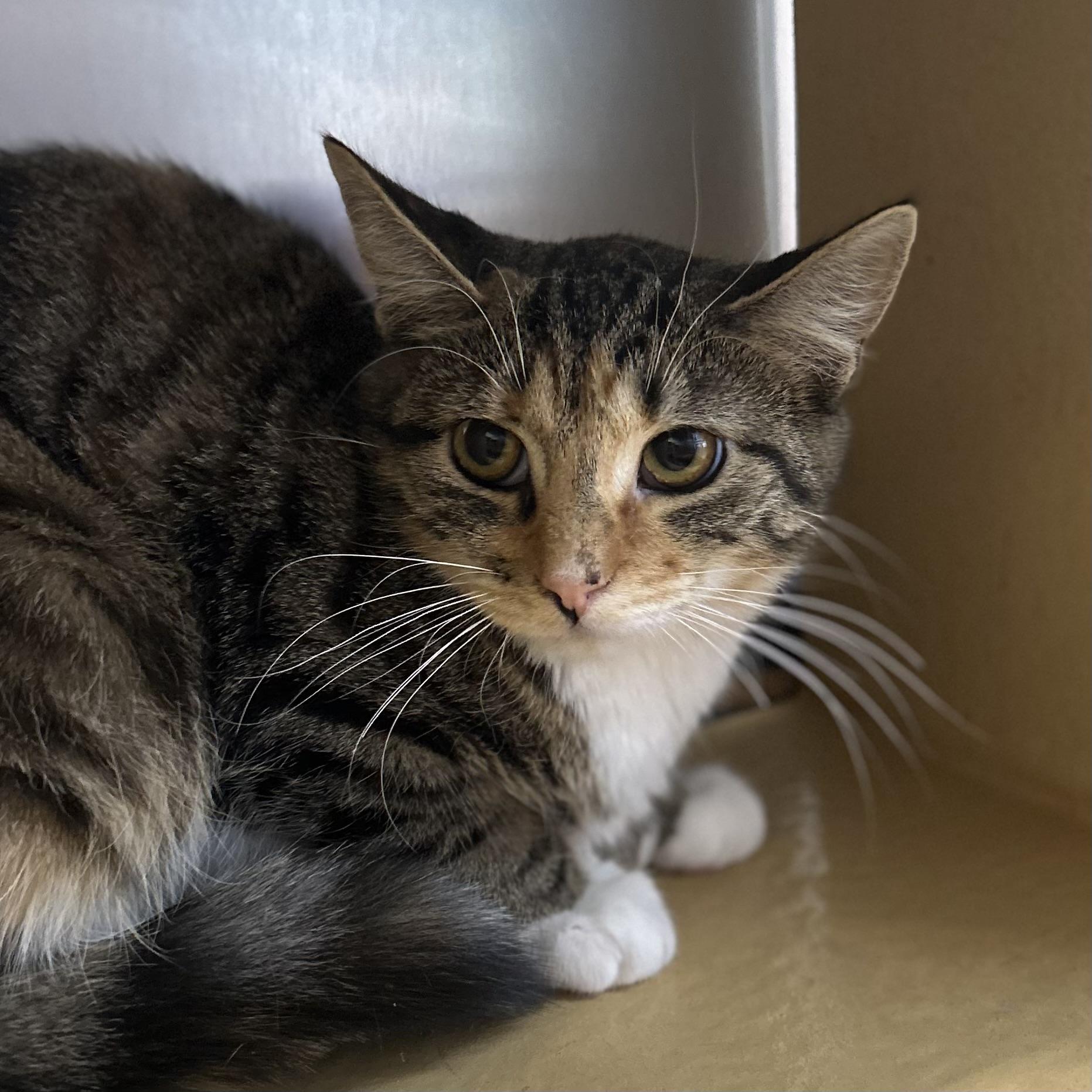 Enlarge Bambina, a Adoptable Domestic Short Hair in Norwalk, CT image 1/2