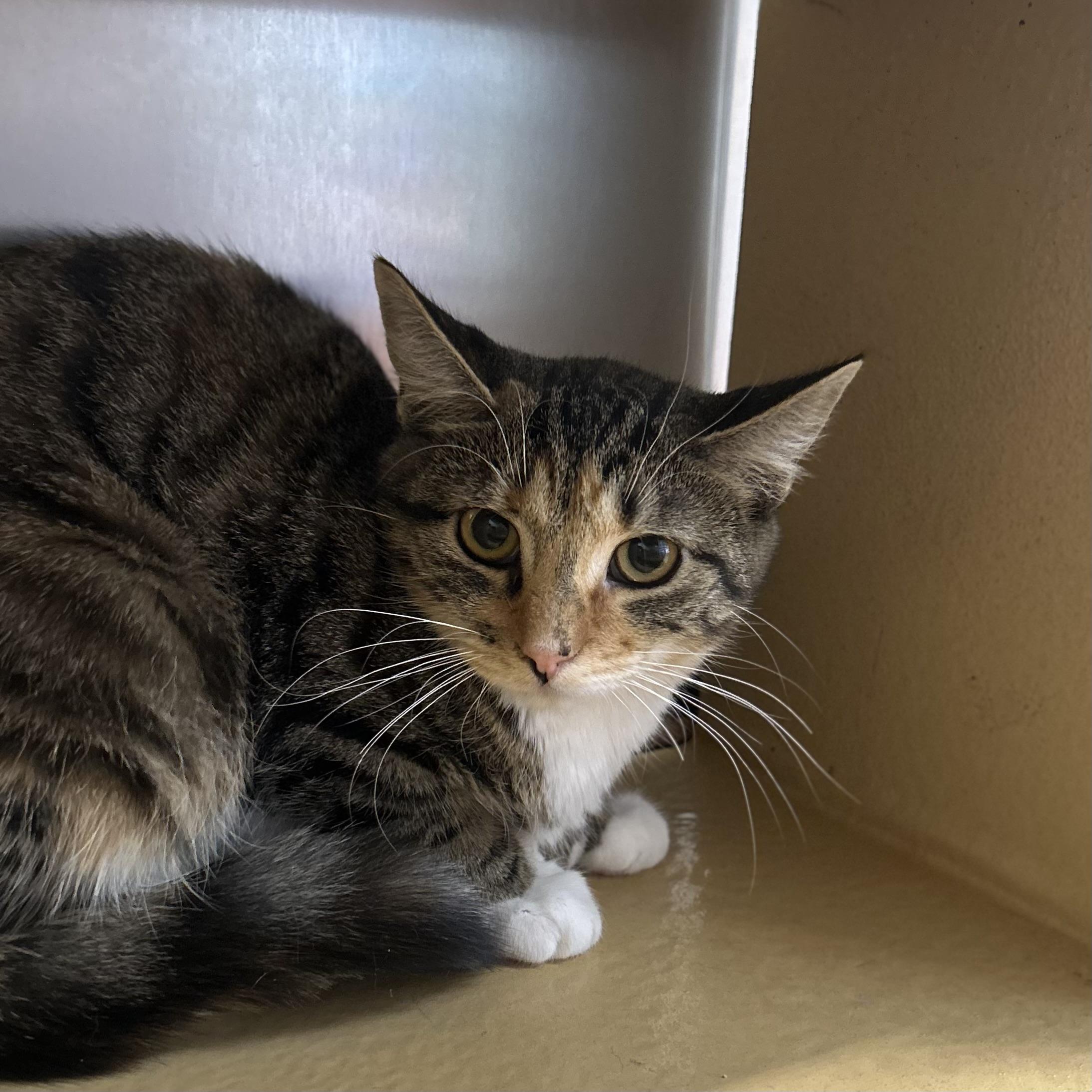 Enlarge Bambina, a Adoptable Domestic Short Hair in Norwalk, CT image 2/2