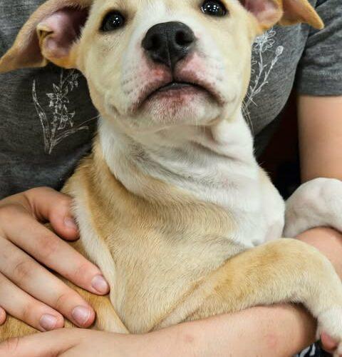 Wesley, Adoptable, Puppy Male Labrador Retriever & Mixed Breed.