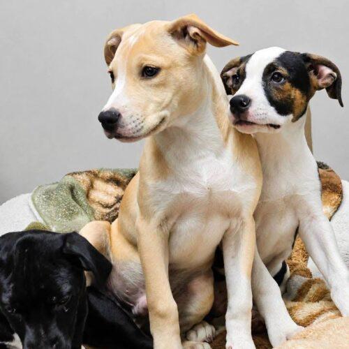 Enlarge Wesley, a Adoptable mixed breed in Broken Arrow, OK image 2/4