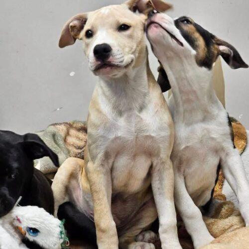 Enlarge Wesley, a Adoptable mixed breed in Broken Arrow, OK image 3/4