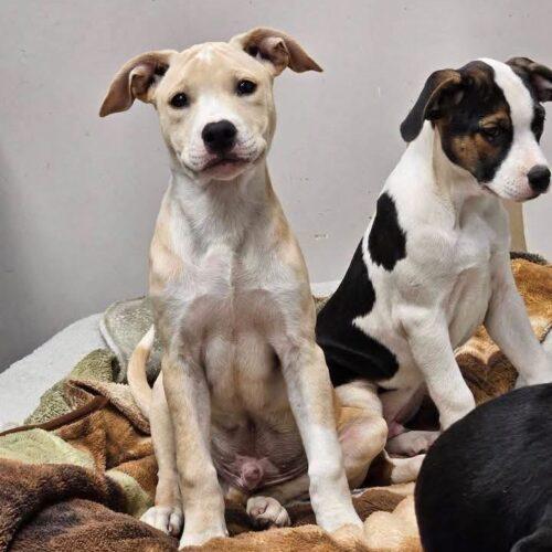 Enlarge Wesley, a Adoptable mixed breed in Broken Arrow, OK image 4/4