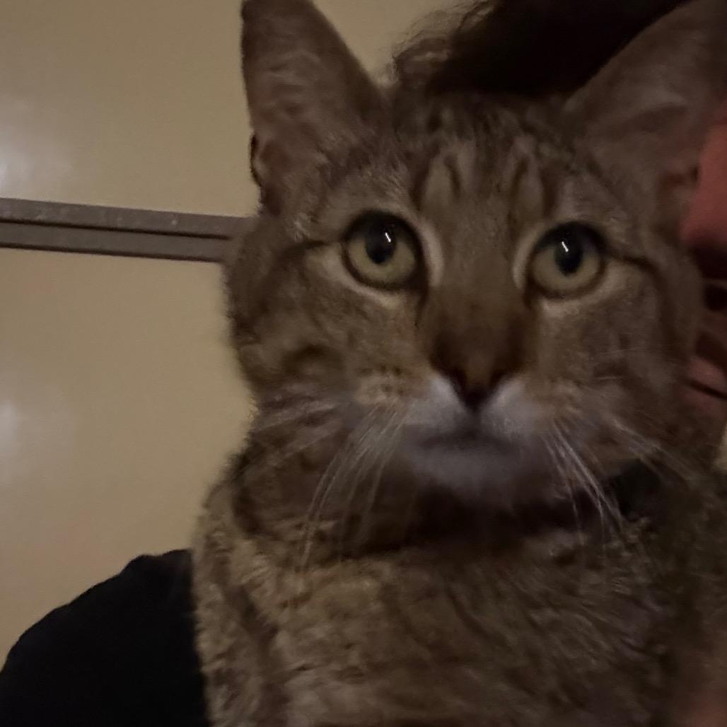 Enlarge Buddy, a Adoptable Domestic Short Hair in Granby, MO image 1/1