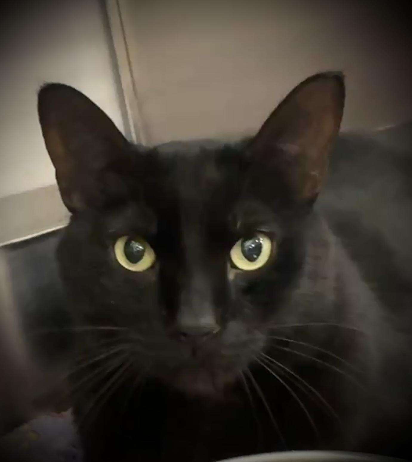 Raven @ Livonia PetSmart, Adoptable, Adult Male Bombay & Domestic Short Hair.