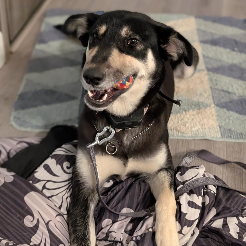 Enlarge Moose, a Adoptable Mixed Breed in Huntsville, AL image 1/6