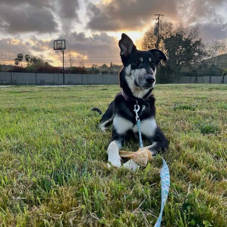 Enlarge Moose, a Adoptable Mixed Breed in Huntsville, AL image 2/6