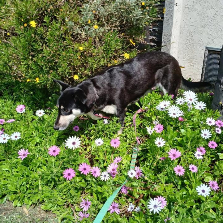 Enlarge Moose, a Adoptable Mixed Breed in Huntsville, AL image 3/6